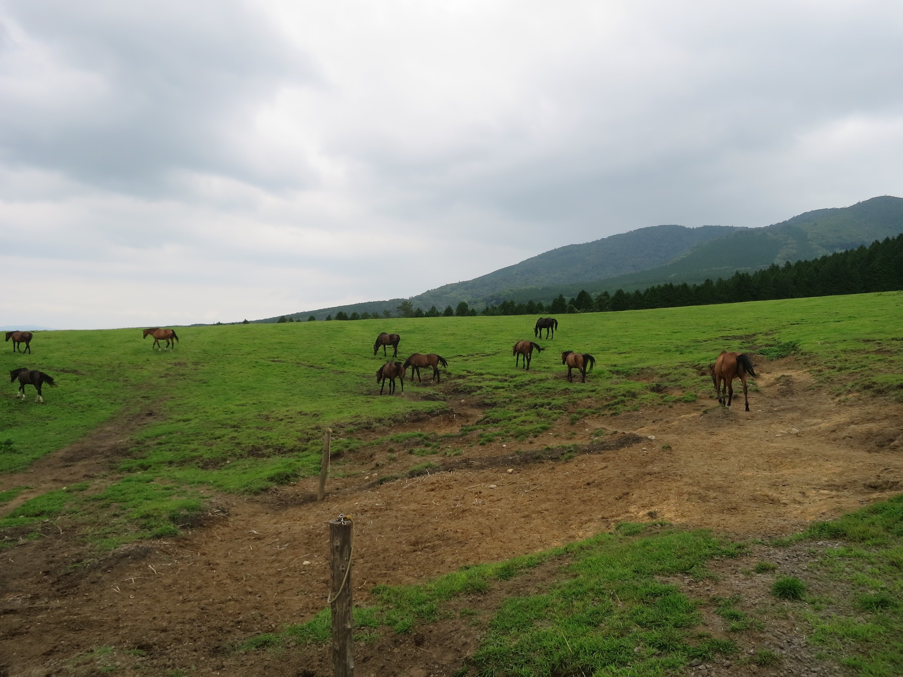 放牧場の馬たち